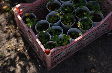 Seedlings in containers in the garden