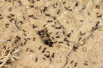 Ants and ant hole in the ground