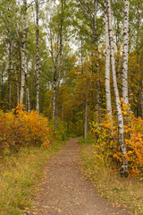 Autumn in the forest, a wild path leading into the distance. Autumn landscape.