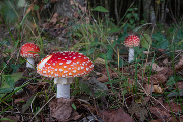 A group of fly agaric mushroom