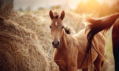 Portrait of a red foal with an asterisk on a forehead on the background of bales of hay.