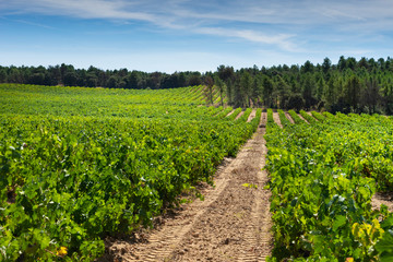 Fototapeta na wymiar Campo de viñas en la zona de Ribera del Duero en Burgos, España