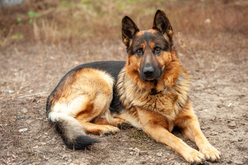 the dog in the village