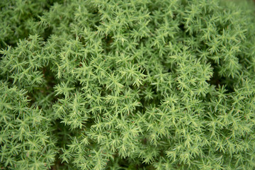 juniper branches close-up. background with juniper branches.