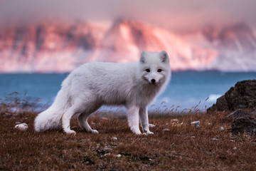 Lis polarny, południowy Spitsbergen