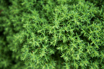 juniper branches close-up. background with juniper branches.