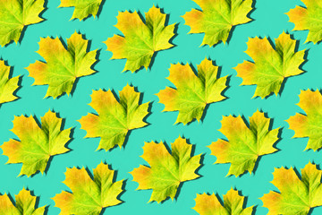 Golden autumn concept. Sunny day, warm weather. Maple leaf on mint turquoise background with copy space. Top view. Colors of fall