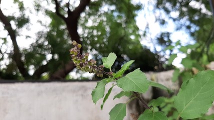 bee on tree