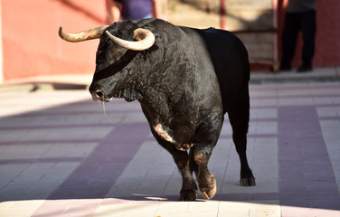 toro bravo español