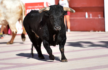 toro español con grandes cuernos