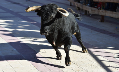 toro español en plaza de toros