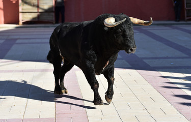 toro español con grandes cuernos
