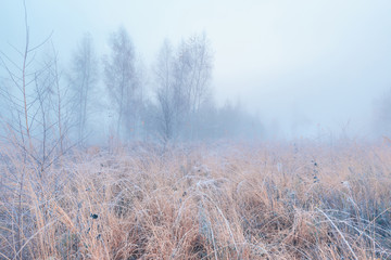 Beautiful autumn misty sunrise landscape. November foggy morning and hoary frost at scenic high grass meadow.