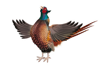 oiseau, faisan, ailes ouverte,  eurasie, phasianus colchicus, colchide, chant, coq, animal, isolé, nature, sauvage, coloré, élevage, ferme, blanc, faune, volaille, rouge, chasse, jeu, gazon, commun