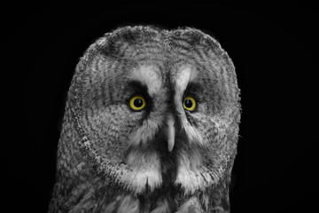 Great owl - bearded owl - on a contrasting black background