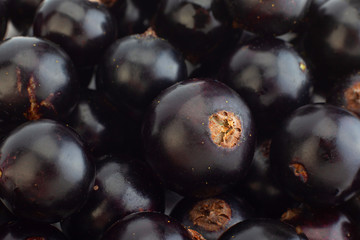 Black currant berries closeup