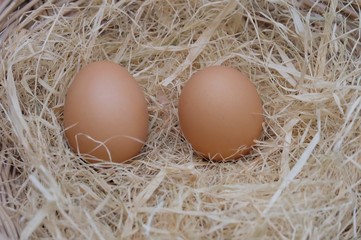 Close up two chicken eggs on brown dried hay in a basket in indoor space 