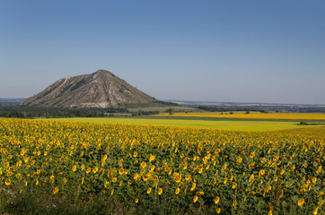 Blooming sunflowers on a background of a solitary mountain.