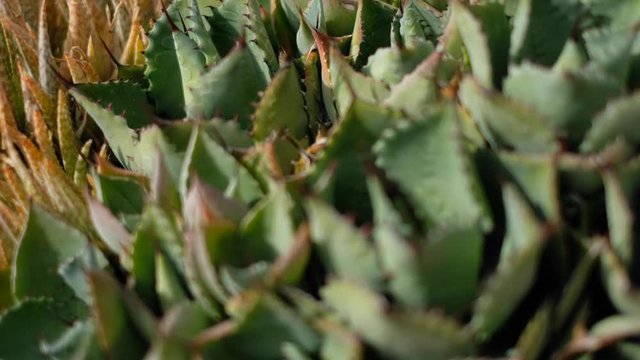 plant macro, cactus closeup focus racking -