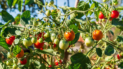 Organic red and green cherry tomatoes on a vine growing in the garden under the summer sun. Grow your own vegetables concept. Eco friendly sustainable gardening.