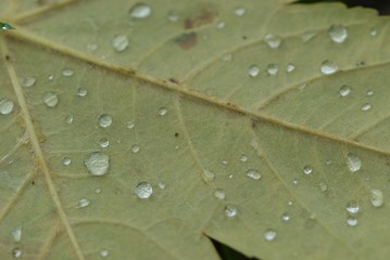 dew drops on fallen autumn maple leaf