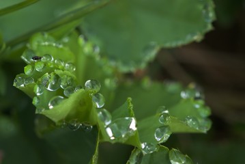 Lady's mantle leaf with dew drops