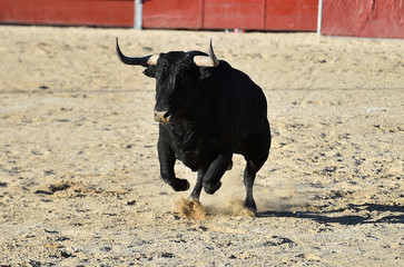 toro bravo español