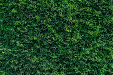 tropical leaf texture background