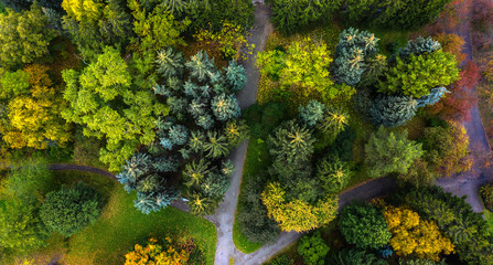 spruce tops with paths in autumn Park, the view from the drone