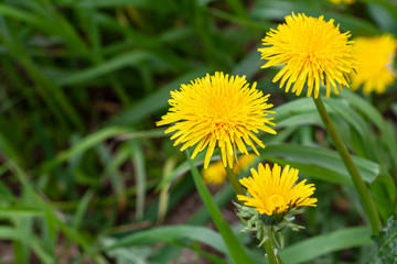Blooming dandelions in cloudy weather close-up. Yellow flowers of dandelions.