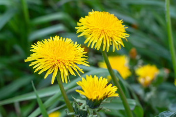 Blooming dandelions in cloudy weather close-up. Yellow flowers of dandelions.