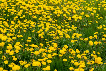 Bright yellow meadow of blooming dandelions on a cloudy day. Yellow flowers of dandelions.