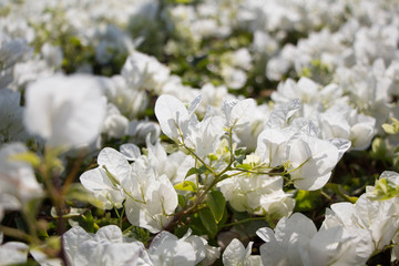 Beautiful white bougainvillea flower background. White flower wall.