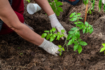 Female hands in gloves plant tomato seedlings in the ground.