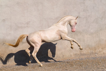 Obraz na płótnie Canvas Cremello akhal teke stallion rearing in the paddock against white old wall. Animal portrait.