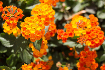 Lantana various color bloom in the garden has green leaf backgroud