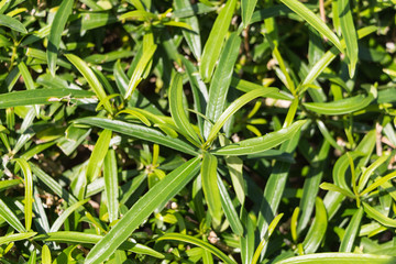 Oleander Leaf, Nerium Oleander Leaf with rain droplet in garden