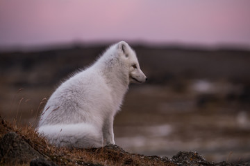 Lis polarny, południowy Spitsbergen © blackspeed