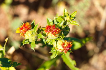 safflower