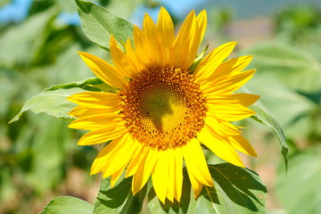 fresh sunflower plant