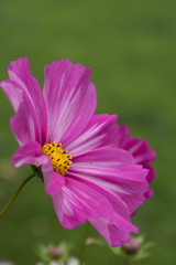 cosmea flower closeup. Heavily blurred background. Postcard.