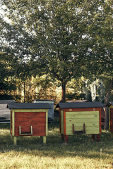 Apiary with couple hives in a orchard in the countryside