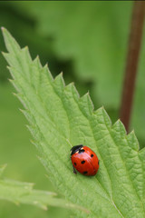 la coccinelle sur l'ortie 