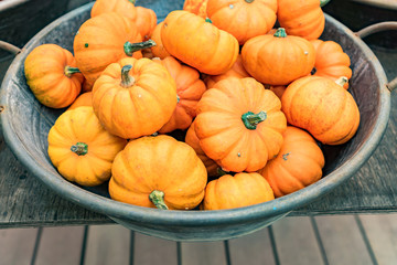 Small orange pumpkins in metall basket. Rustic style. Stall at Farmers market.