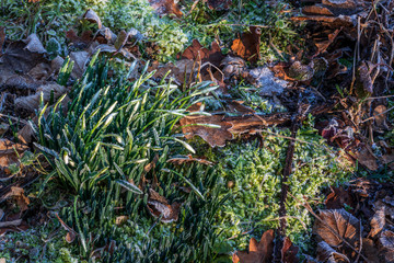 Snowdrops in the park on frosty morning