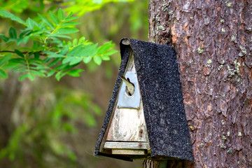 bird feeding his chicks in a birdhouse
