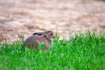 Hare during night time