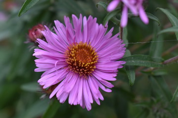 Obraz premium bee on flower
