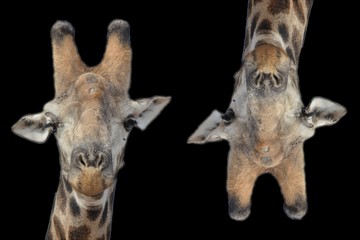 Giraffe heads with black background