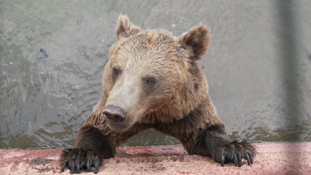 Large brown bear standing in a pool and catching thrown bread in a zoo in summer  